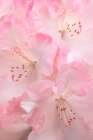 USA, Washington State, Seabeck. Pink rhododendron flower close-up. Art Print